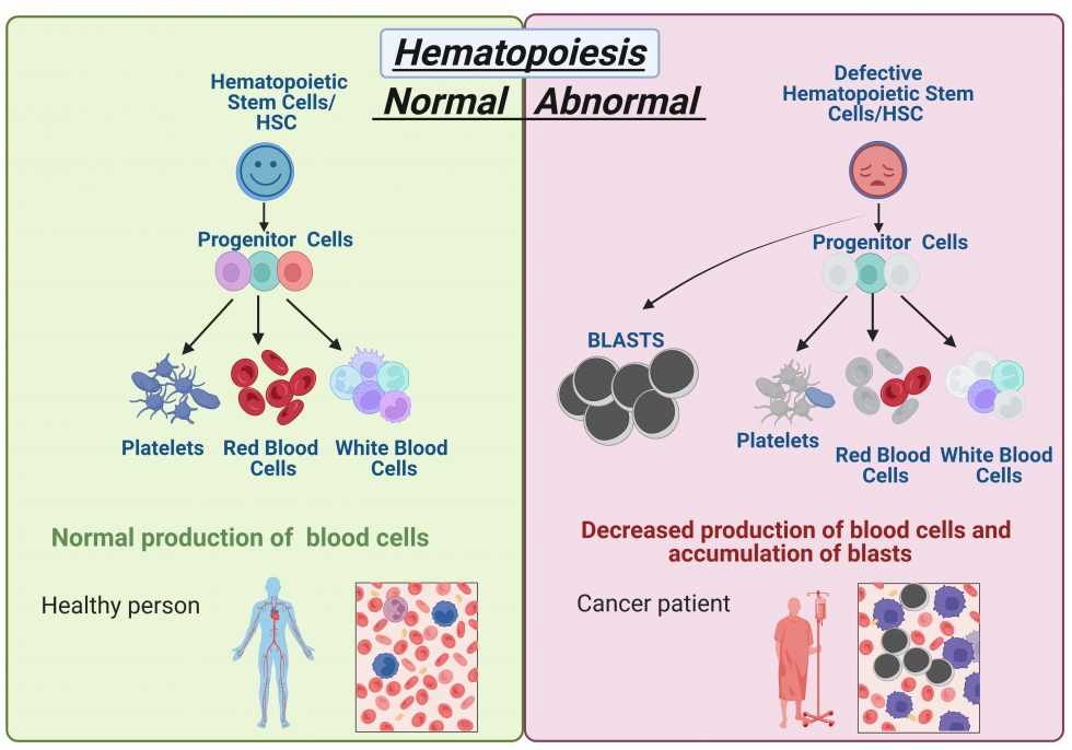 schematic diagram of hematopoiesis schematic diagram of hematopoiesis