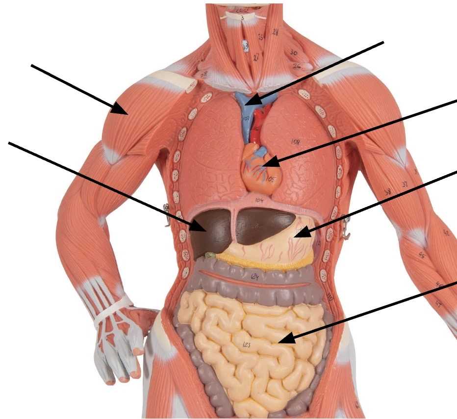 schematic diagram of human body surface