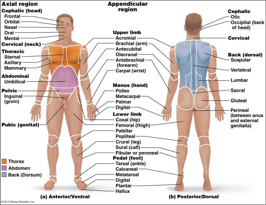 schematic diagram of human body surface
