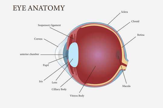 schematic diagram of human eye