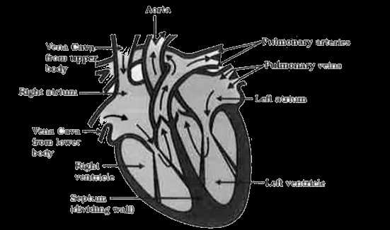schematic diagram of human heart