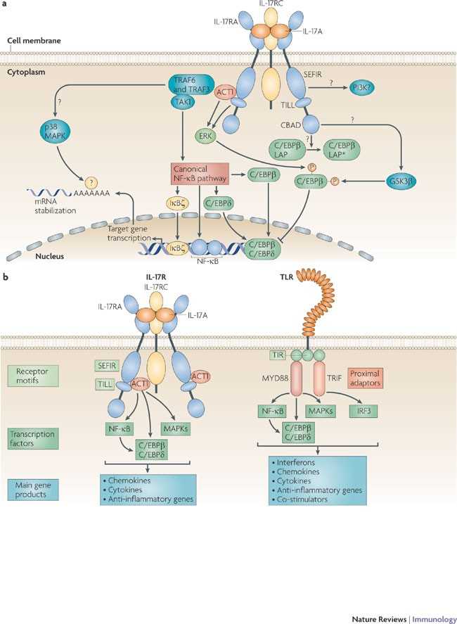 schematic diagram of il17 and tumor