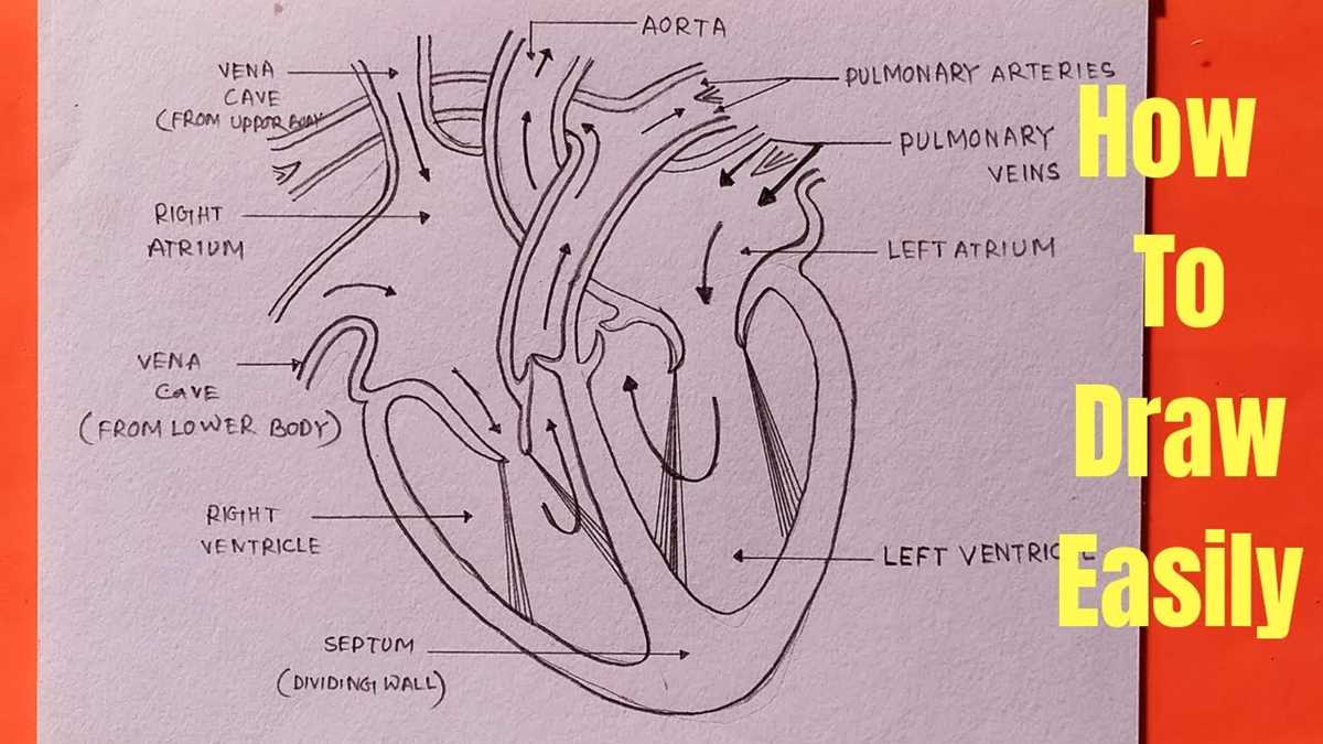 schematic diagram of mammalian heart