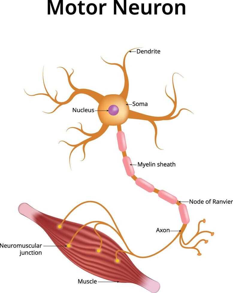 schematic diagram of neuron schematic diagram of neuron
