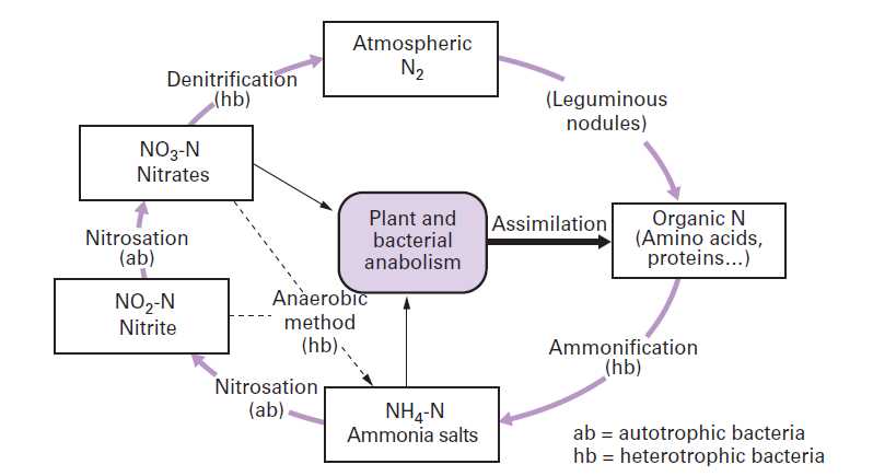 schematic diagram of nitrogen