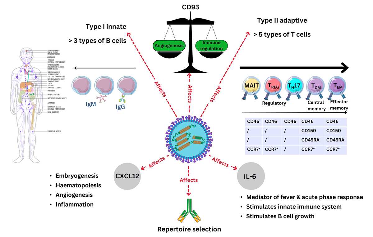 schematic diagram of pathophysiology of measles