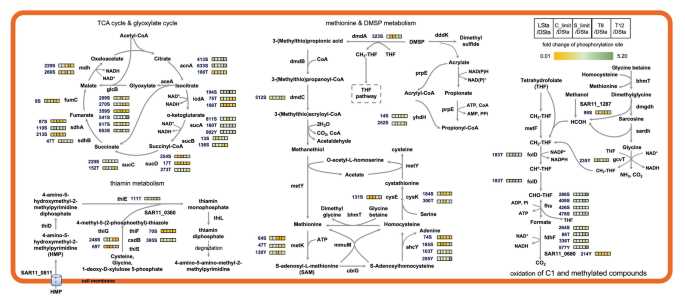 schematic diagram of phospho schematic diagram of phospho