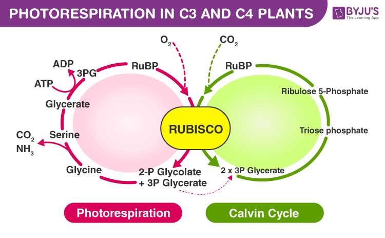 schematic diagram of photosynthesis
