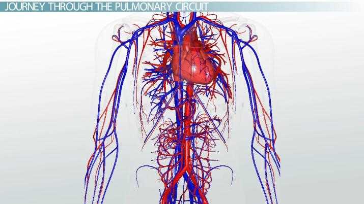 schematic diagram of pulmonary and systemic circulation