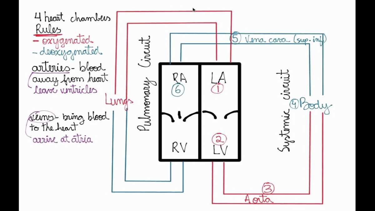schematic diagram of pulmonary and systemic circulation