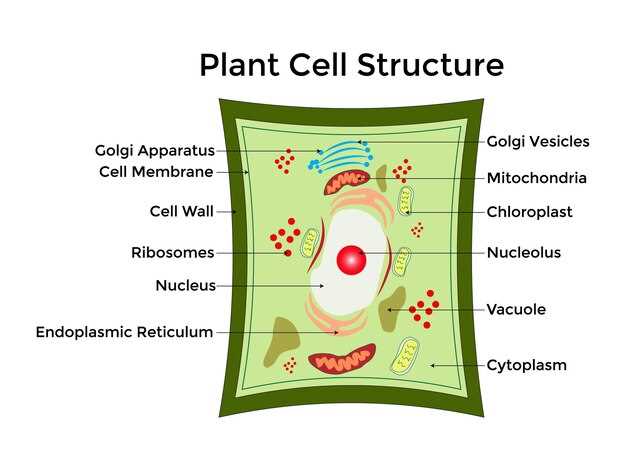 schematic diagram of typical plant cell