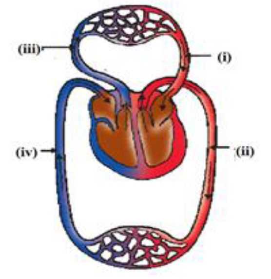 schematic diagram of circulation of blood