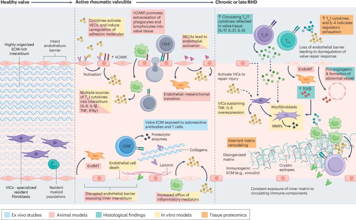rheumatic heart disease pathophysiology schematic diagram rheumatic heart disease pathophysiology schematic diagram