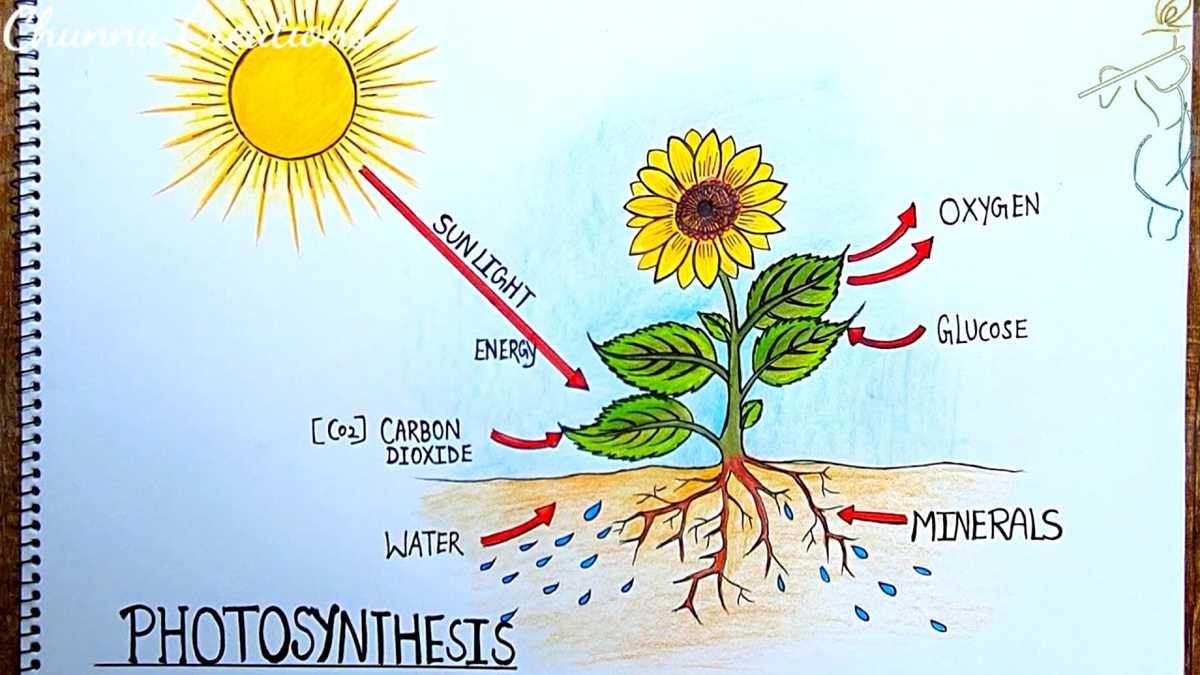 draw a schematic diagram showing photosynthesis