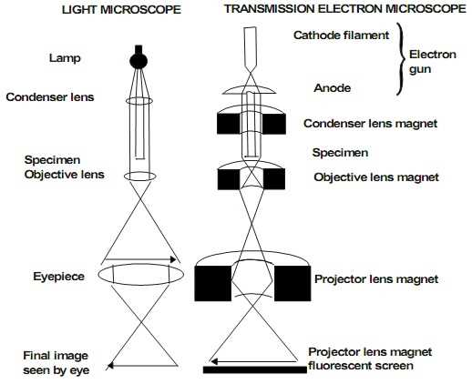 transmission electron microscope schematic diagram