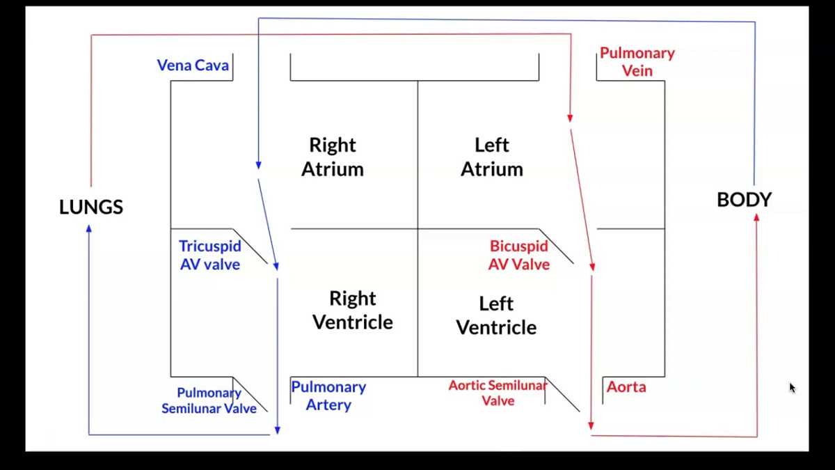 schematic diagram of heart blood flow
