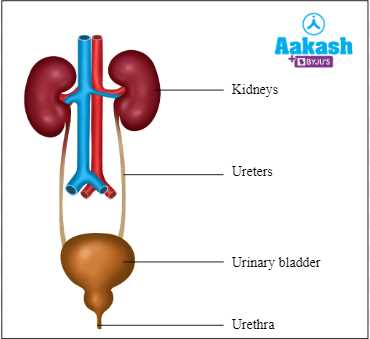 excretion diagrams schematic organism