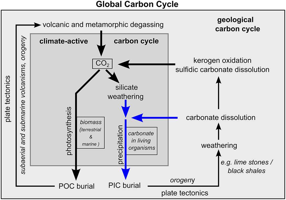 schematic diagram of carbon cycle schematic diagram of carbon cycle