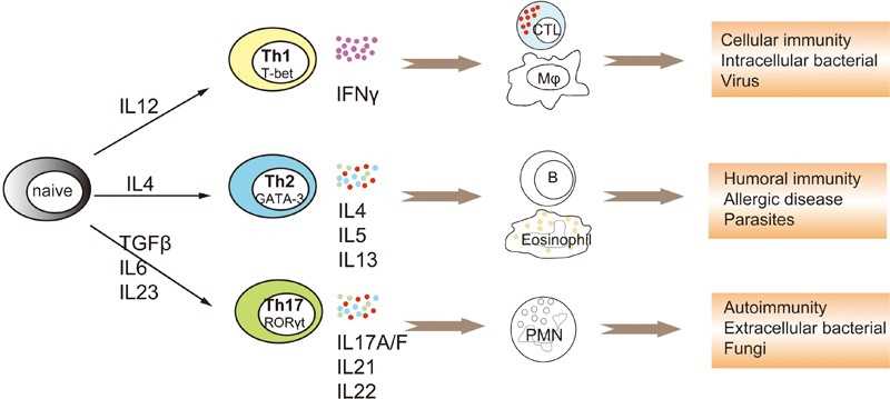 schematic diagram of il 17 and tumor schematic diagram of il 17 and tumor