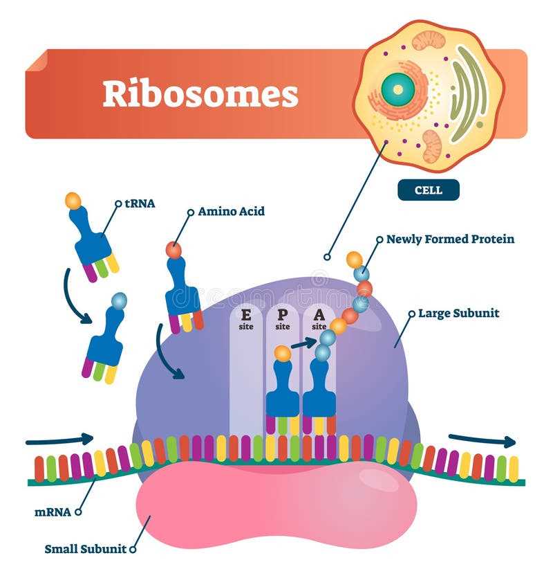 biology schematic diagrams biology schematic diagrams