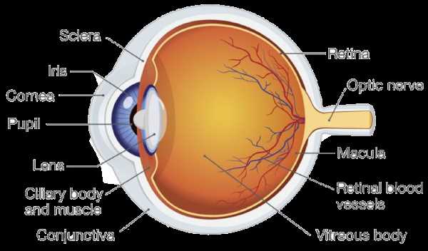 schematic diagram of human eye