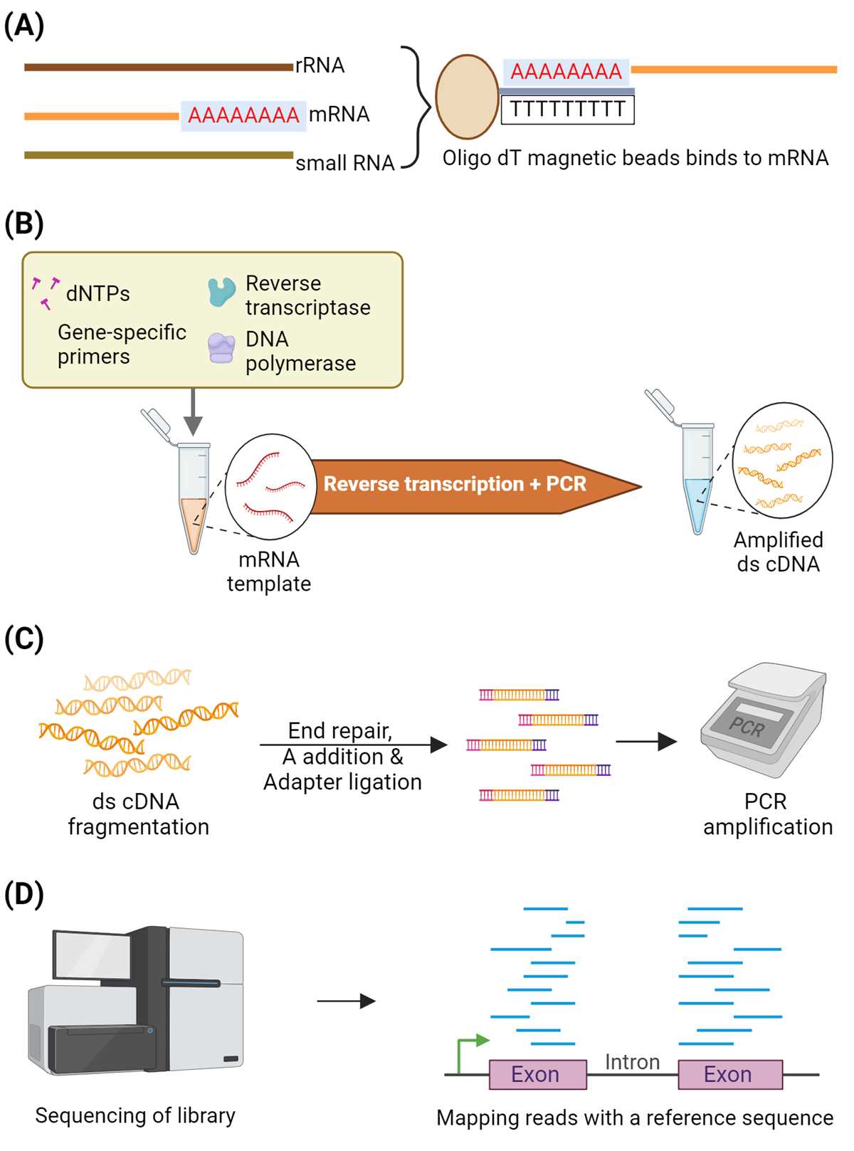 schematic diagram rna sequencing schematic diagram rna sequencing