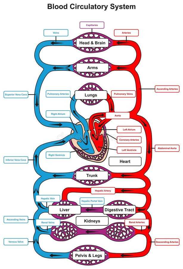 schematic diagram of circulation of blood
