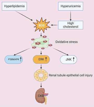 chronic kidney disease pathophysiology schematic diagram