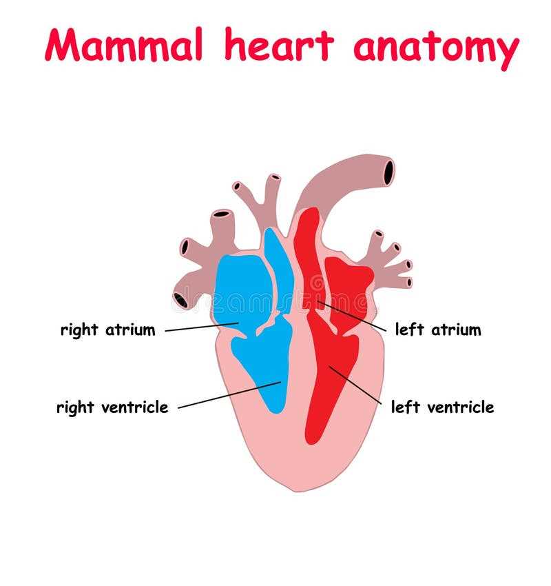 schematic diagram of mammal heart