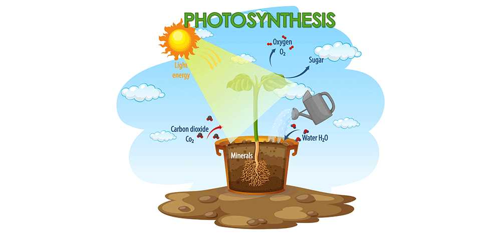 draw a schematic diagram showing photosynthesis