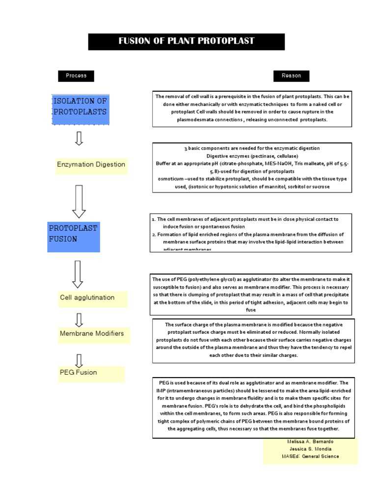 schematic diagram of protoplast fusion